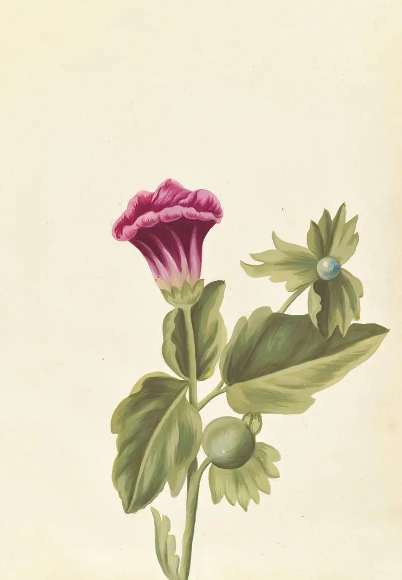 Plantes etrang par Aubriet Pl.042 av Claude Aubriet