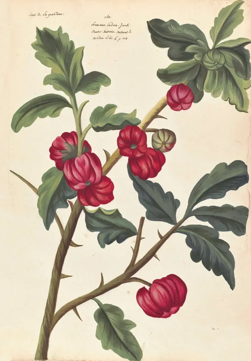Främmande växter, plansch 48 av Claude Aubriet