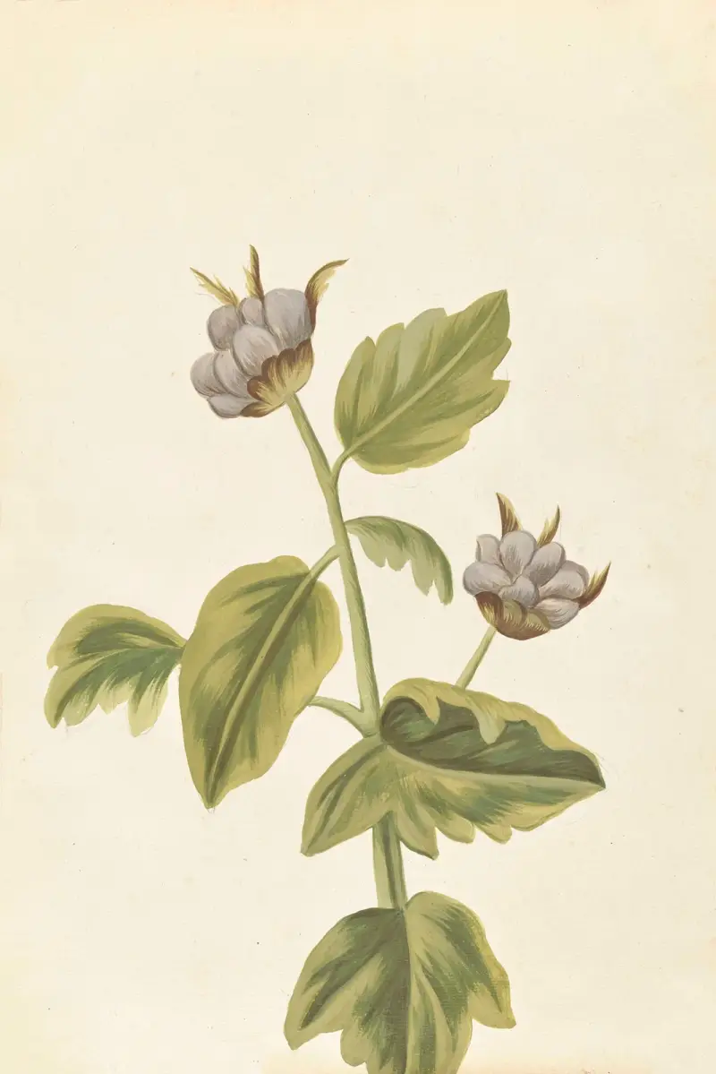 Främmande växter, plansch 49 av Claude Aubriet