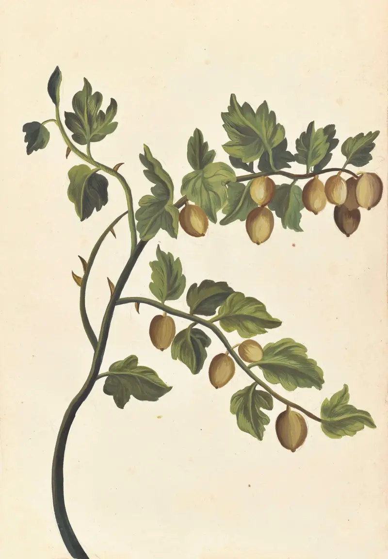Främmande växter, plansch 51 av Claude Aubriet