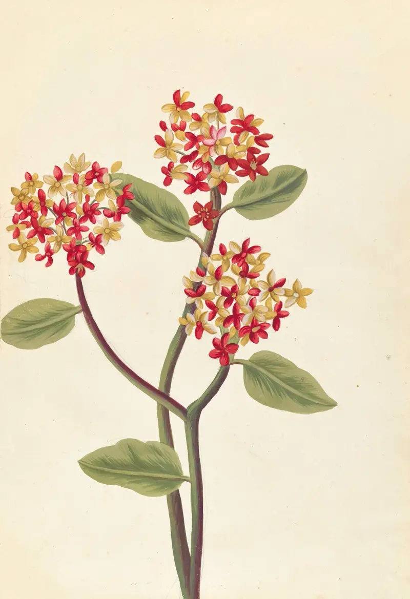 Främmande växter av Aubriet, plansch 66 av Claude Aubriet