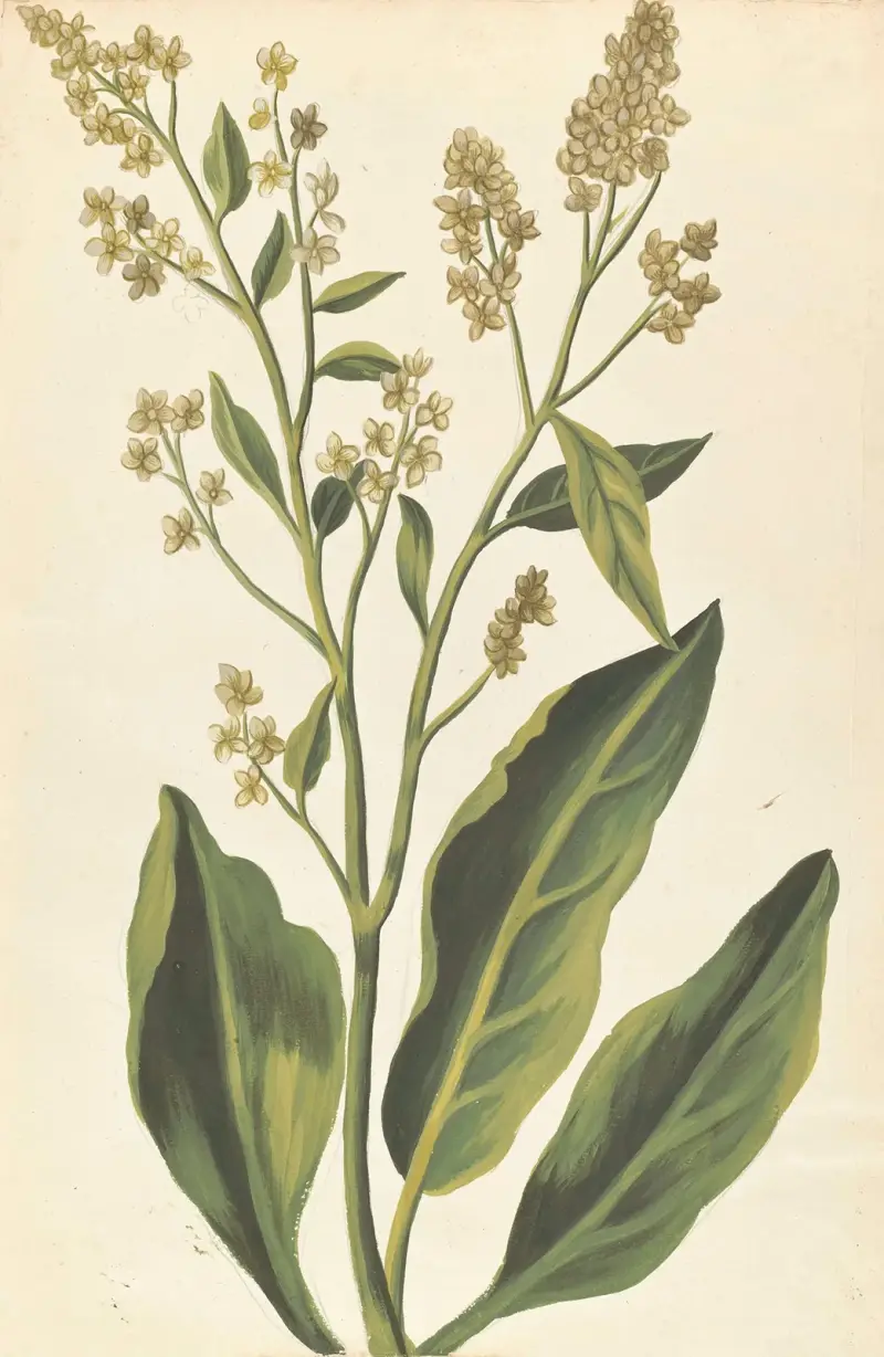 Främmande växter av Aubriet, plansch 67 av Claude Aubriet
