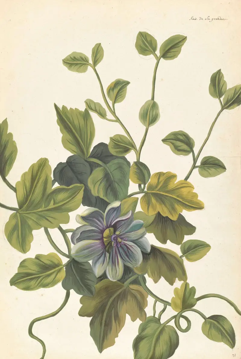 Främmande växter, plansch 071 av Claude Aubriet