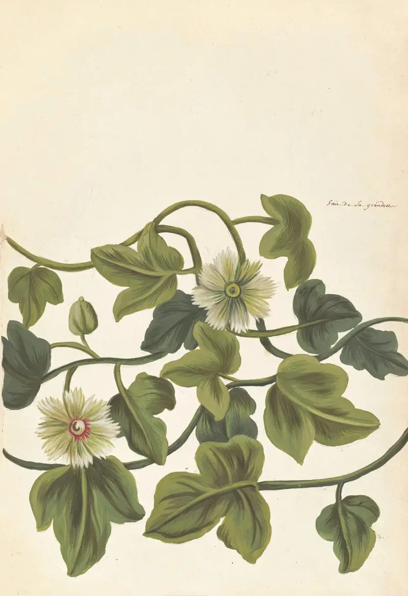 Främmande växter av Aubriet, plansch 73 av Claude Aubriet