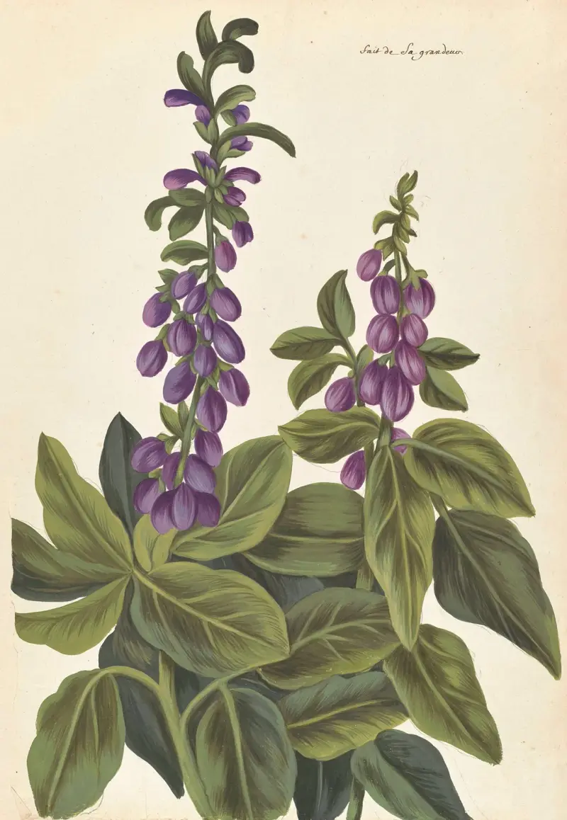 Främmande växter av Aubriet, plansch 80 av Claude Aubriet