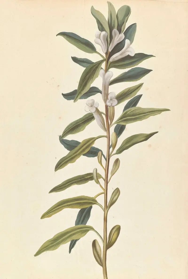 Fremde Pflanzen, Tafel 092 von Claude Aubriet