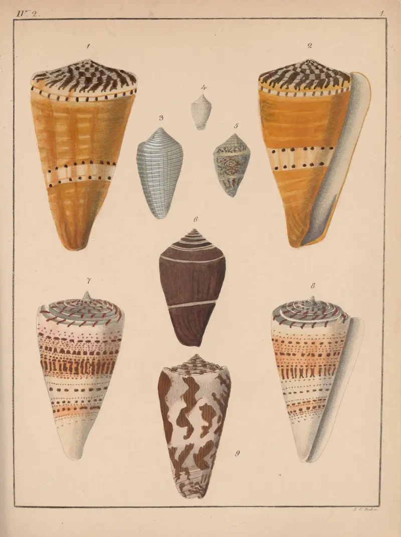 Die Familie der Coneae oder Conidae Taf. 02 von Heinrich Conrad Weinkauff