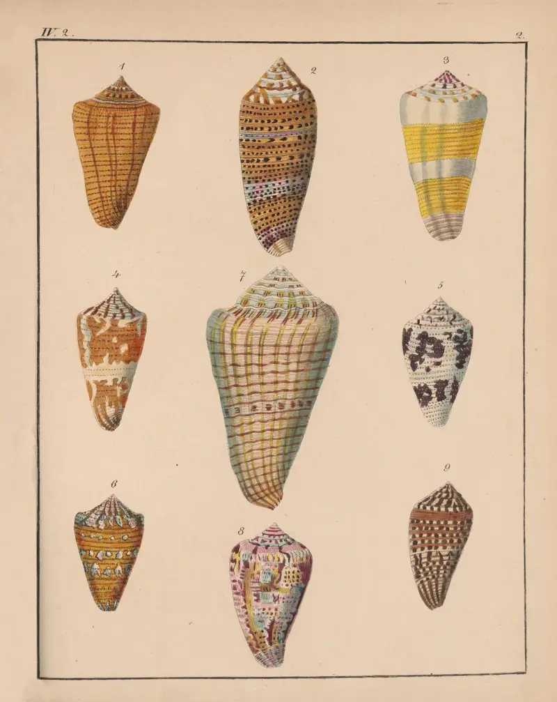 Familjen Coneae eller Conidae, plansch 3 av Heinrich Conrad Weinkauff