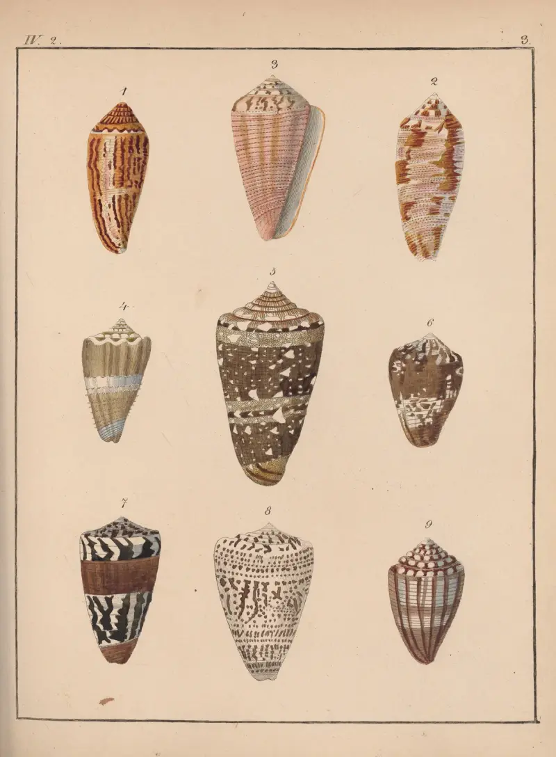 Familjen Coneae eller Conidae, plansch 4 av Heinrich Conrad Weinkauff
