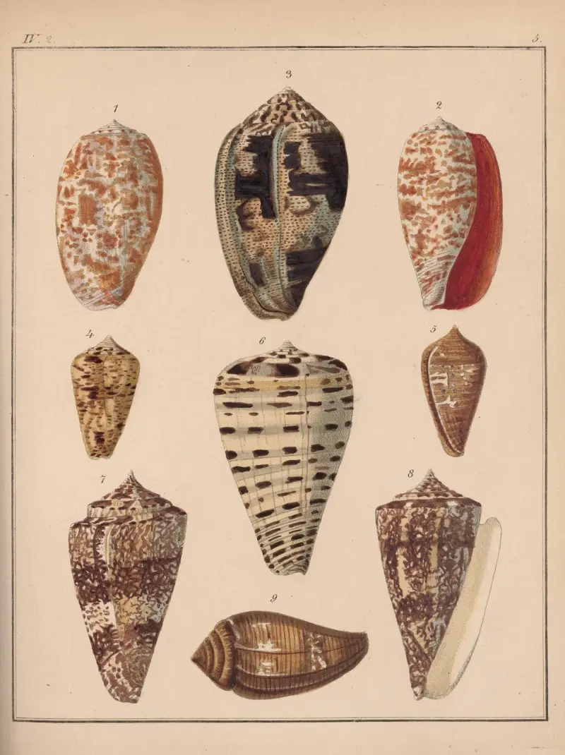 Familjen Coneae eller Conidae, plansch 6 av Heinrich Conrad Weinkauff