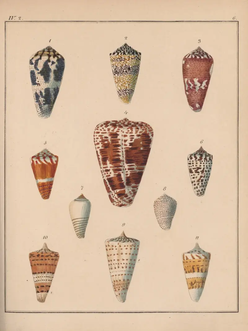 Familjen Coneae eller Conidae, plansch 7 av Heinrich Conrad Weinkauff