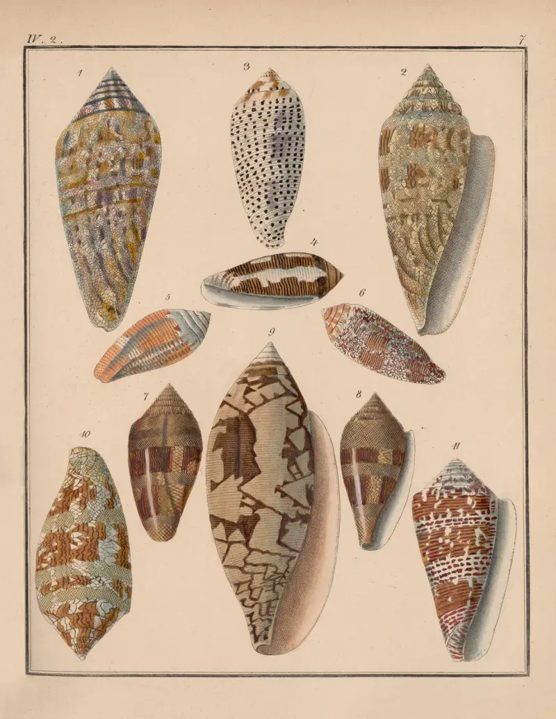 Familjen Coneae eller Conidae, plansch 8 av Heinrich Conrad Weinkauff