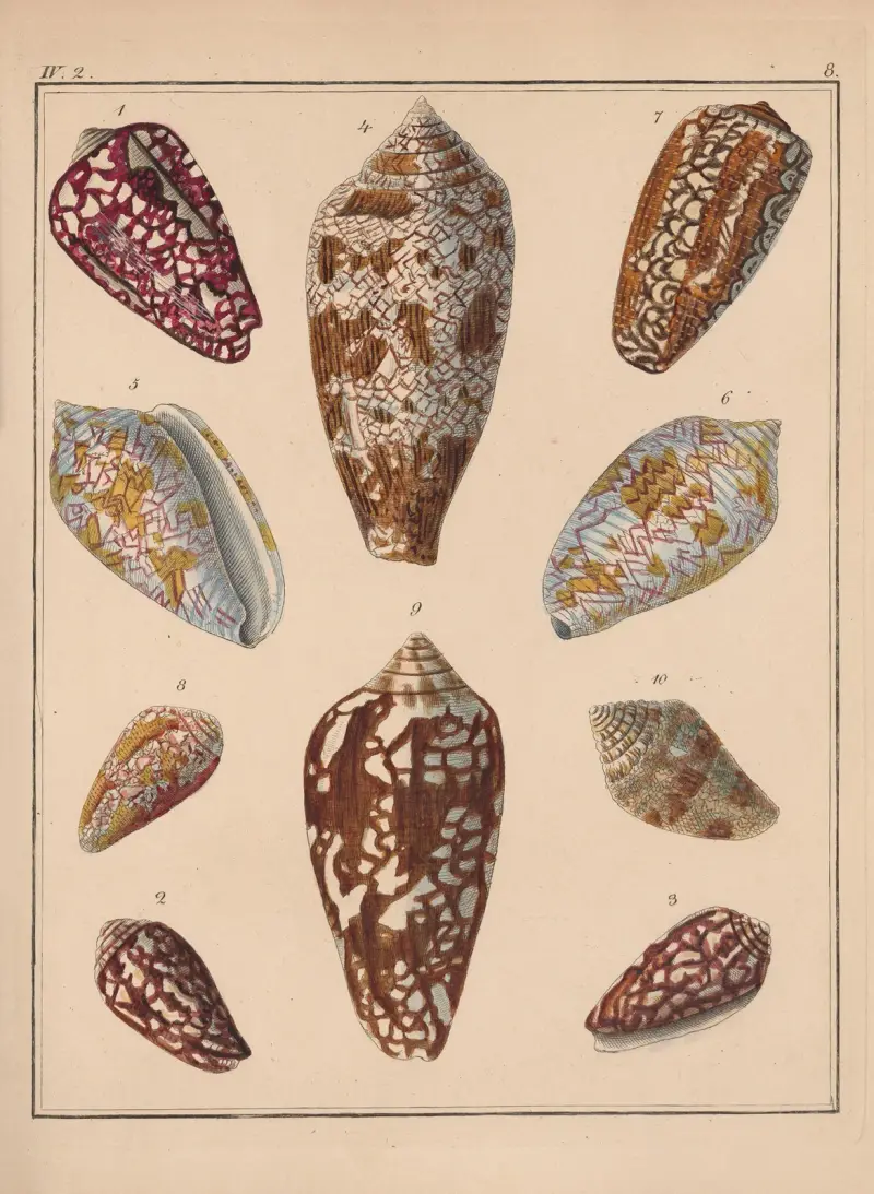 Familjen Coneae eller Conidae, plansch 9 av Heinrich Conrad Weinkauff