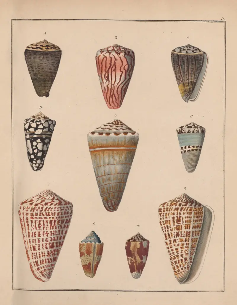 Familjen Coneae eller Conidae, plansch 10 av Heinrich Conrad Weinkauff
