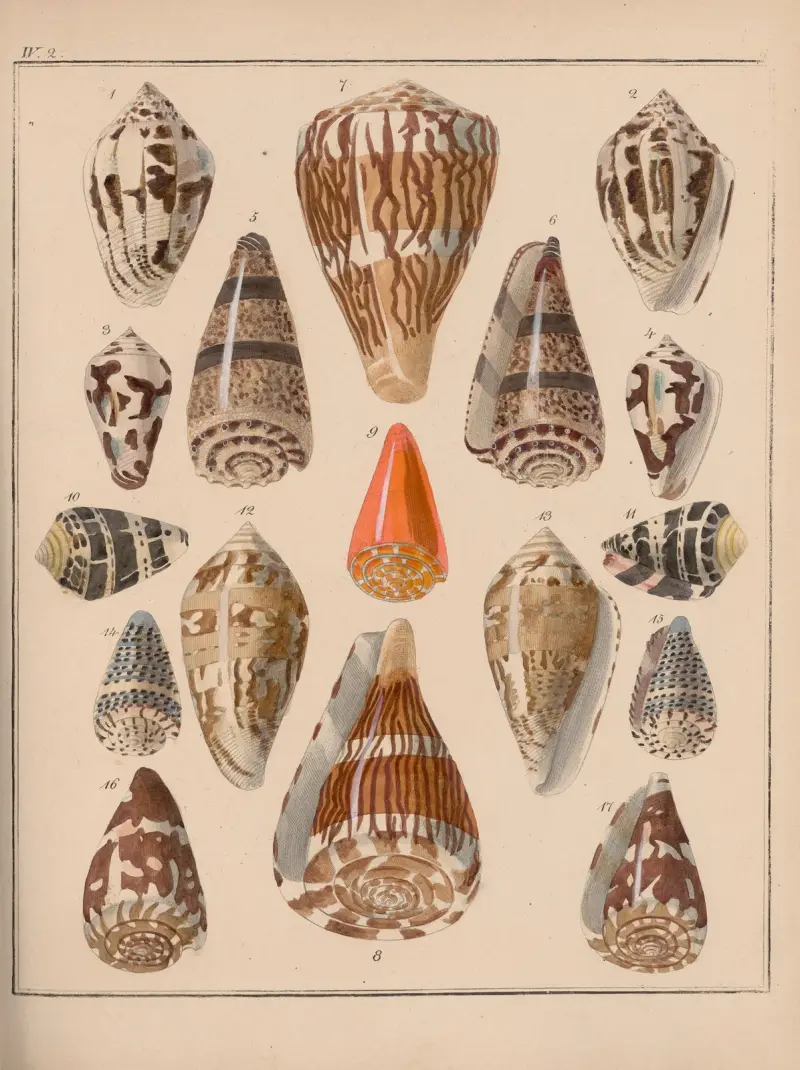 Familjen Coneae eller Conidae, plansch 11 av Heinrich Conrad Weinkauff