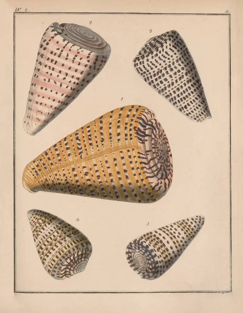 Familjen Coneae eller Conidae, plansch 12 av Heinrich Conrad Weinkauff