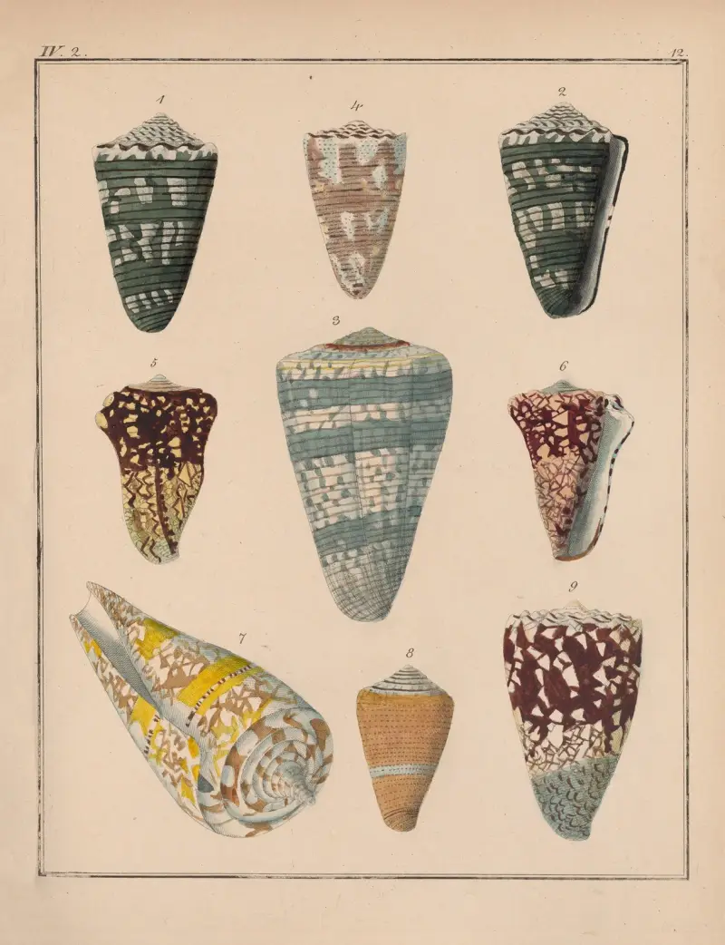 Čeleď Coneae neboli Conidae, tab. 13, Heinrich Conrad Weinkauff