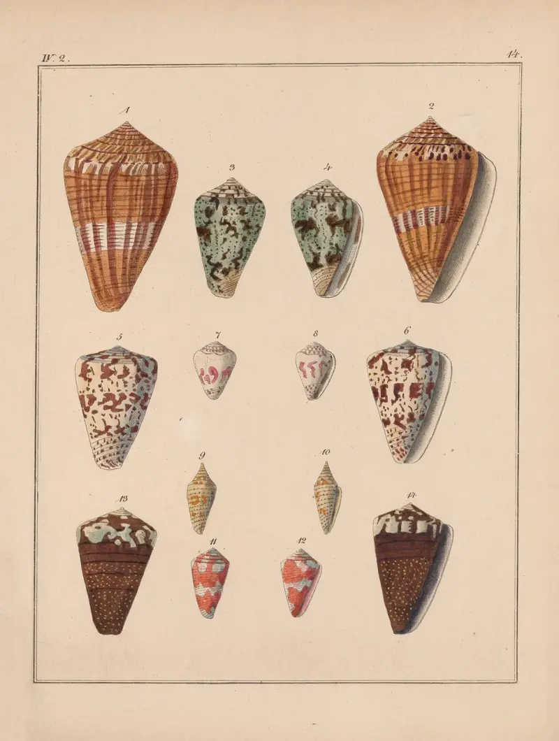 Familjen Coneae eller Conidae, plansch 15 av Heinrich Conrad Weinkauff