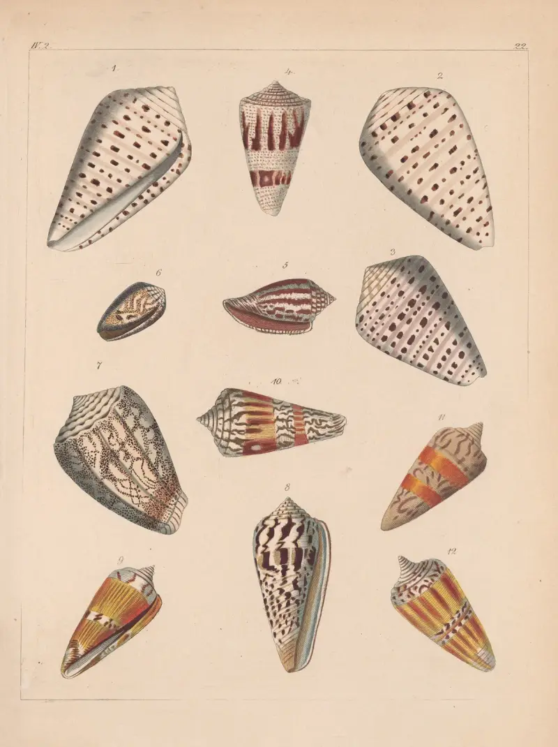 Familjen Coneae eller Conidae, plansch 23 av Heinrich Conrad Weinkauff