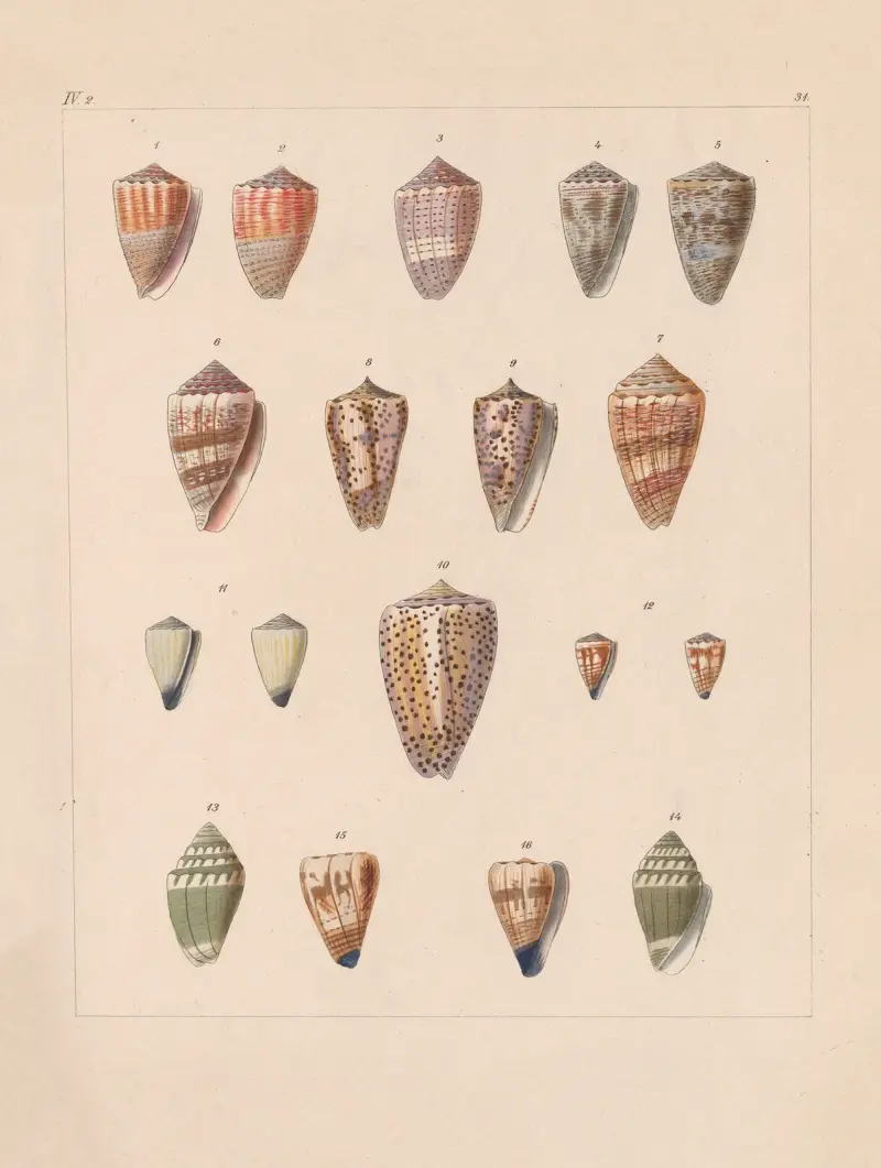 Familjen Coneae eller Conidae, plansch 32 av Heinrich Conrad Weinkauff