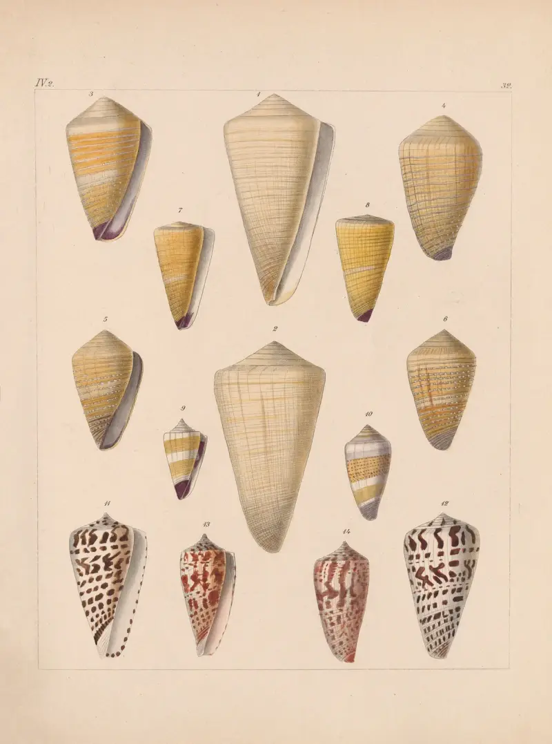Familjen Coneae eller Conidae, plansch 33 av Heinrich Conrad Weinkauff