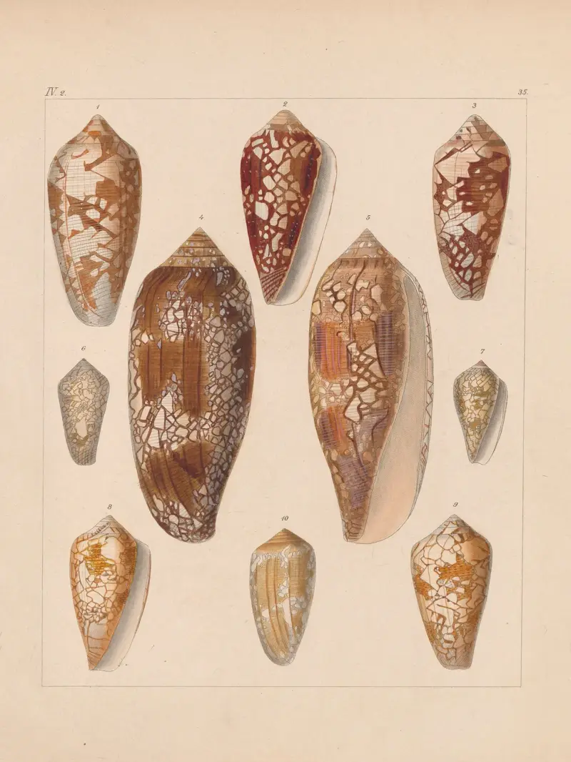 Familjen Coneae eller Conidae, plansch 36 av Heinrich Conrad Weinkauff