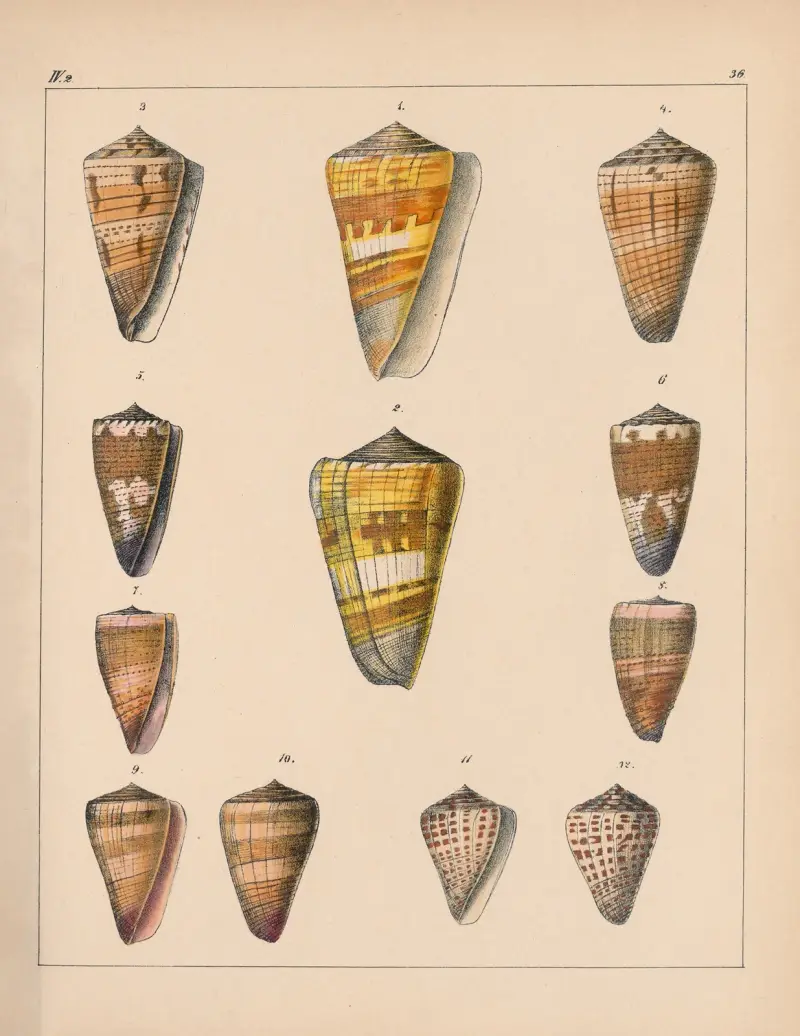Familjen Coneae eller Conidae, plansch 37 av Heinrich Conrad Weinkauff