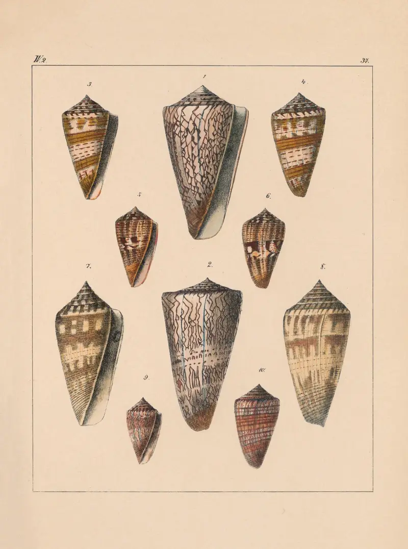 Familjen Coneae eller Conidae, plansch 38 av Heinrich Conrad Weinkauff