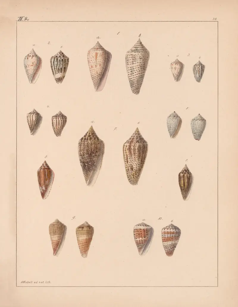 Die Familie der Coneae oder Conidae Pl. 39 von Heinrich Conrad Weinkauff