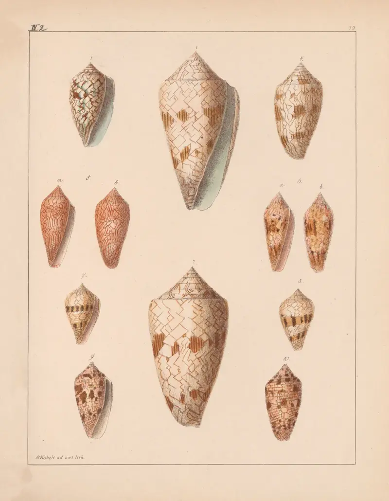 Familjen Coneae eller Conidae, plansch 40 av Heinrich Conrad Weinkauff