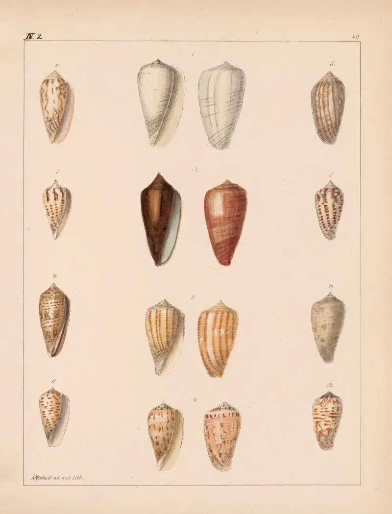 Familjen Coneae eller Conidae, plansch 41 av Heinrich Conrad Weinkauff