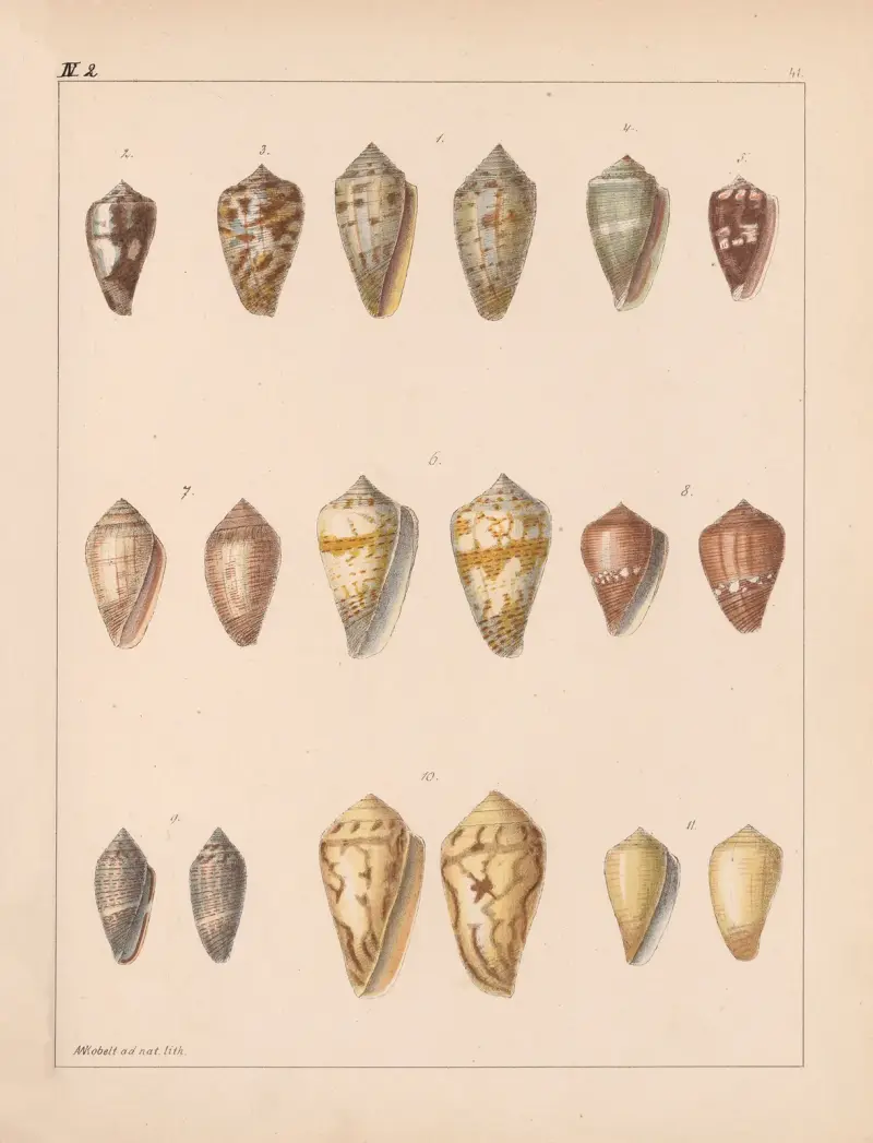 Die Familie der Coneae oder Conidae Pl. 42 von Heinrich Conrad Weinkauff