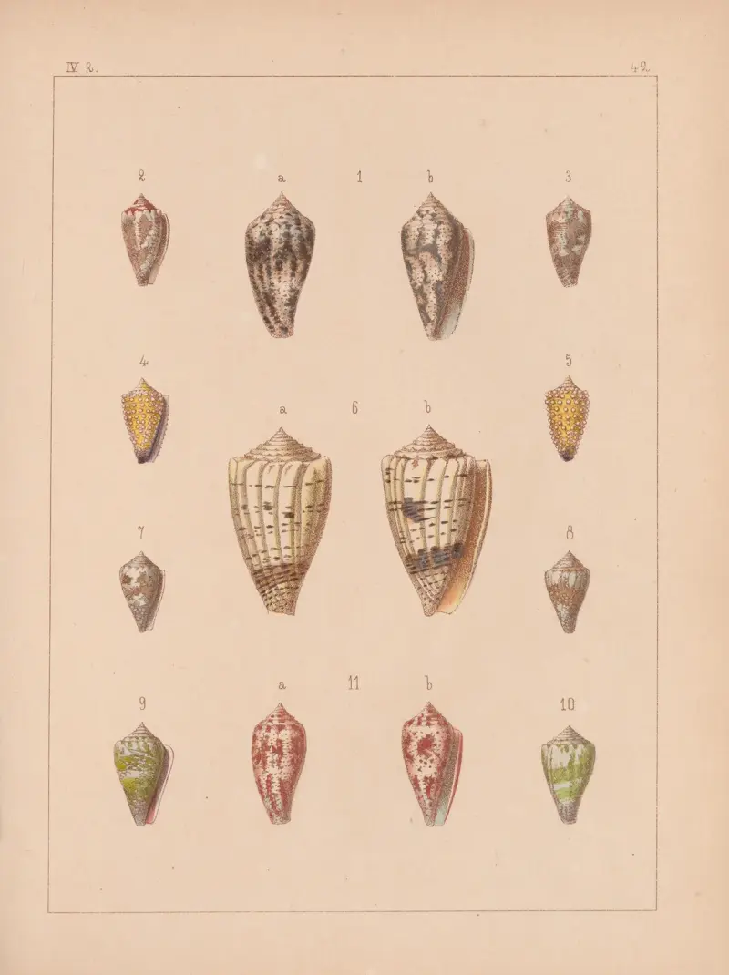 Die Familie der Coneae oder Conidae Pl. 43 von Heinrich Conrad Weinkauff