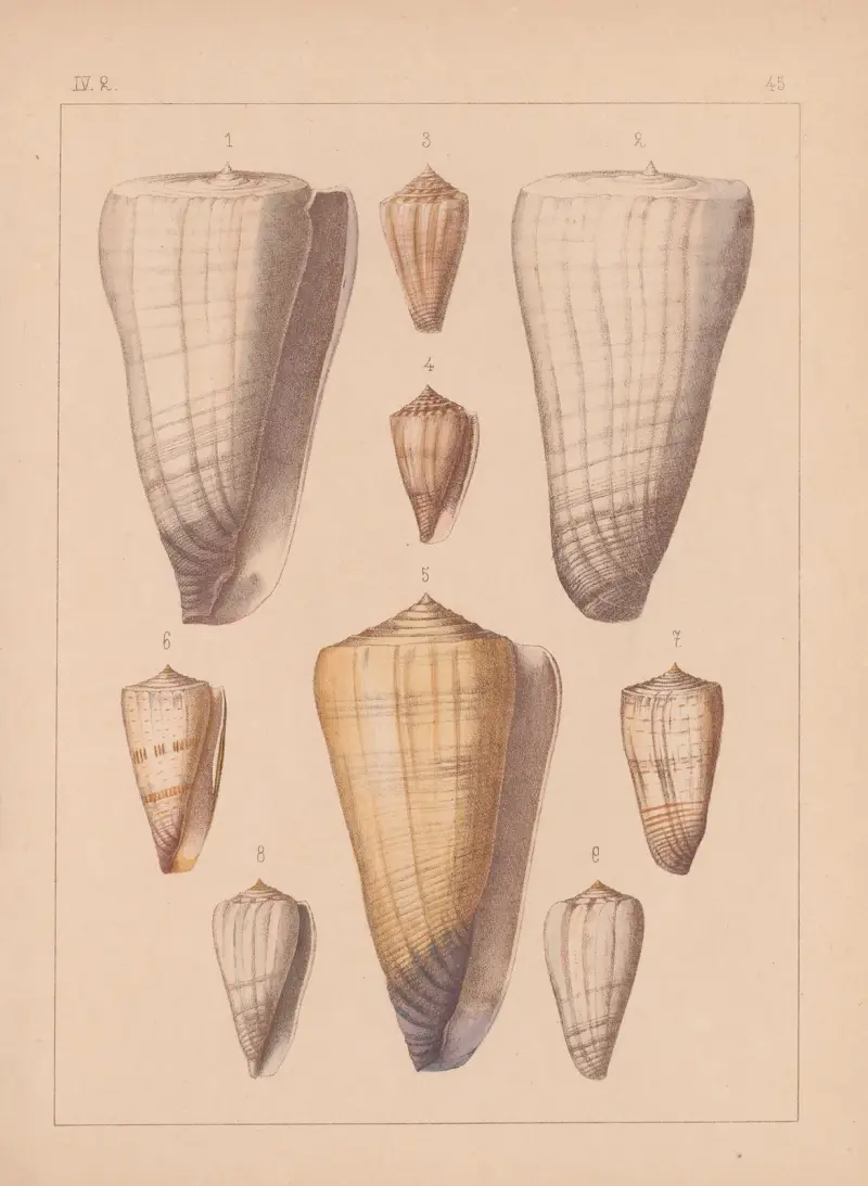Familjen Coneae eller Conidae, plansch 46 av Heinrich Conrad Weinkauff