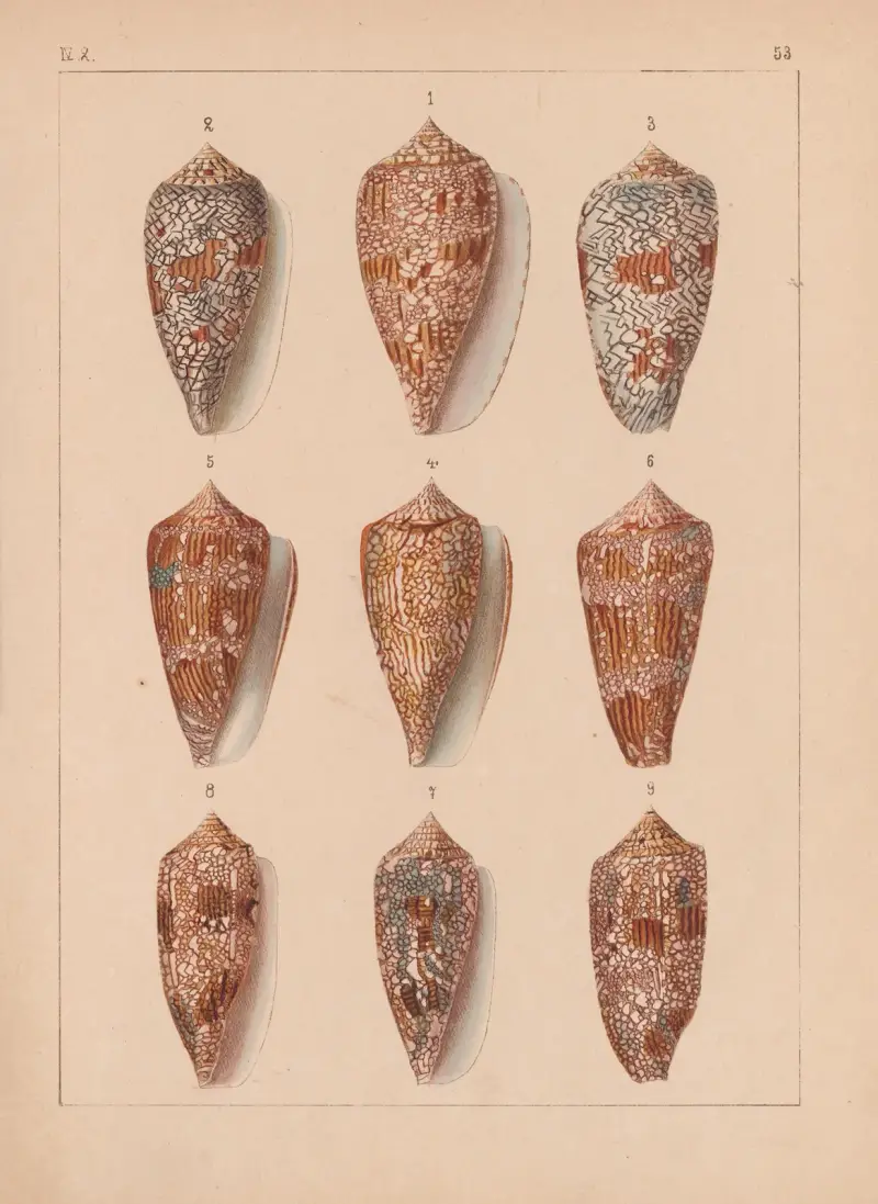 Familjen Coneae eller Conidae, plansch 54 av Heinrich Conrad Weinkauff