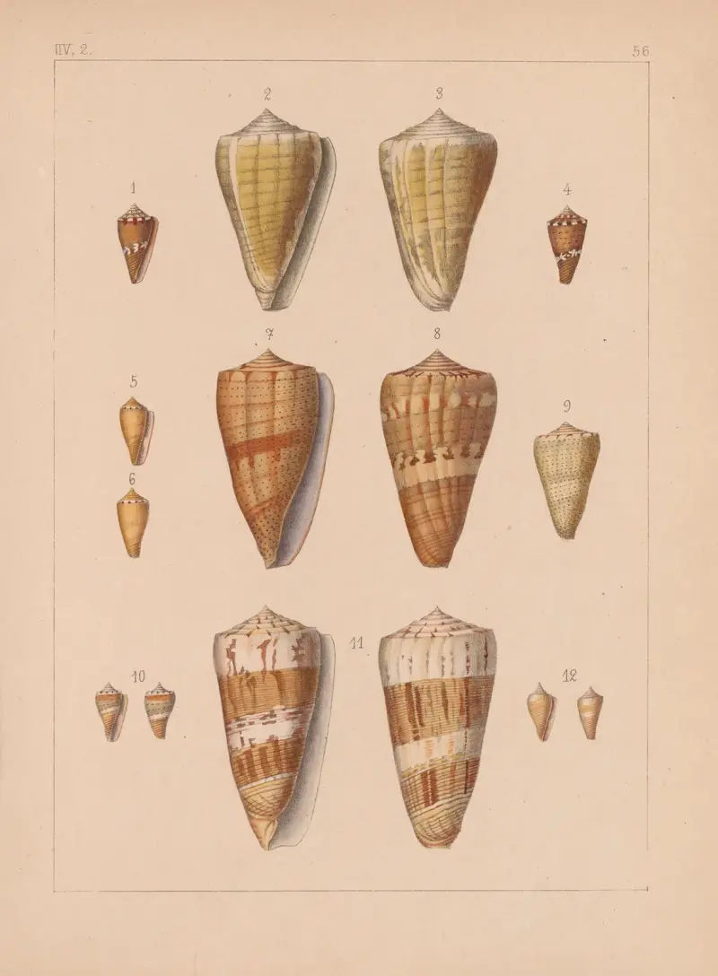 Die Familie der Coneae oder Conidae Pl.57 av Heinrich Conrad Weinkauff