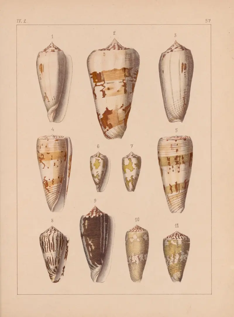 Familjen Coneae eller Conidae, plansch 58 av Heinrich Conrad Weinkauff