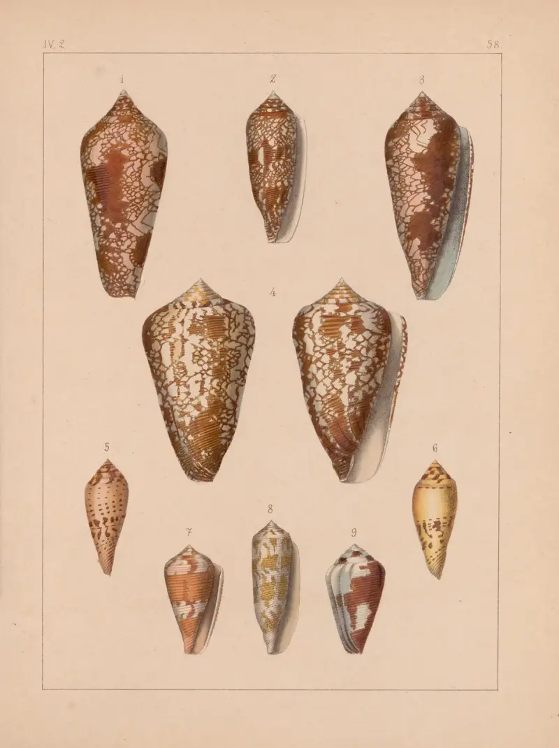 Die Familie der Coneae oder Conidae Pl. 59, Pl. 59 von Heinrich Conrad Weinkauff
