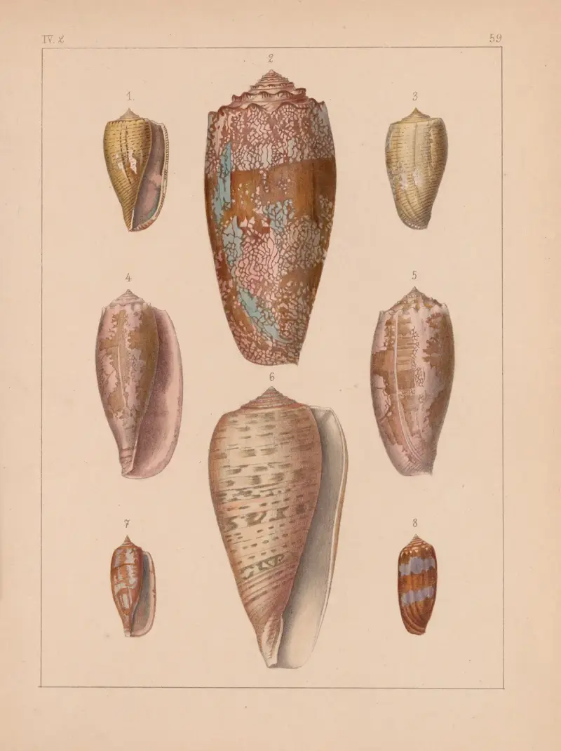 Familjen Coneae eller Conidae, plansch 60 av Heinrich Conrad Weinkauff