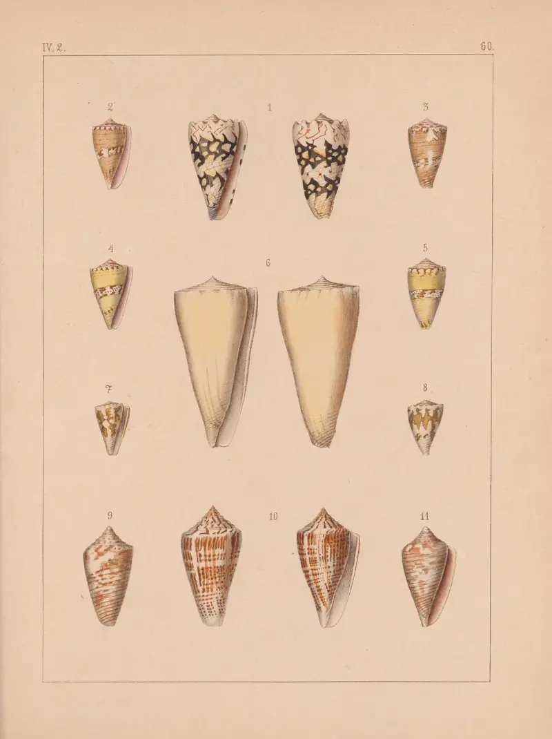 Familjen Coneae eller Conidae, plansch 61 av Heinrich Conrad Weinkauff