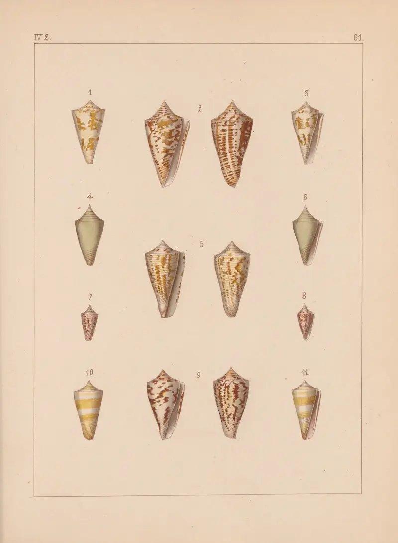 Familjen Coneae eller Conidae, plansch 62 av Heinrich Conrad Weinkauff