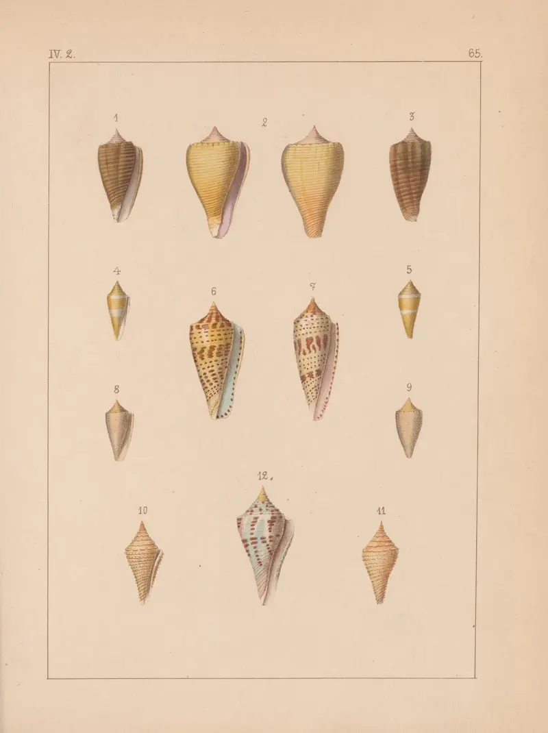 Die Familie der Coneae oder Conidae Pl. 66 von Heinrich Conrad Weinkauff