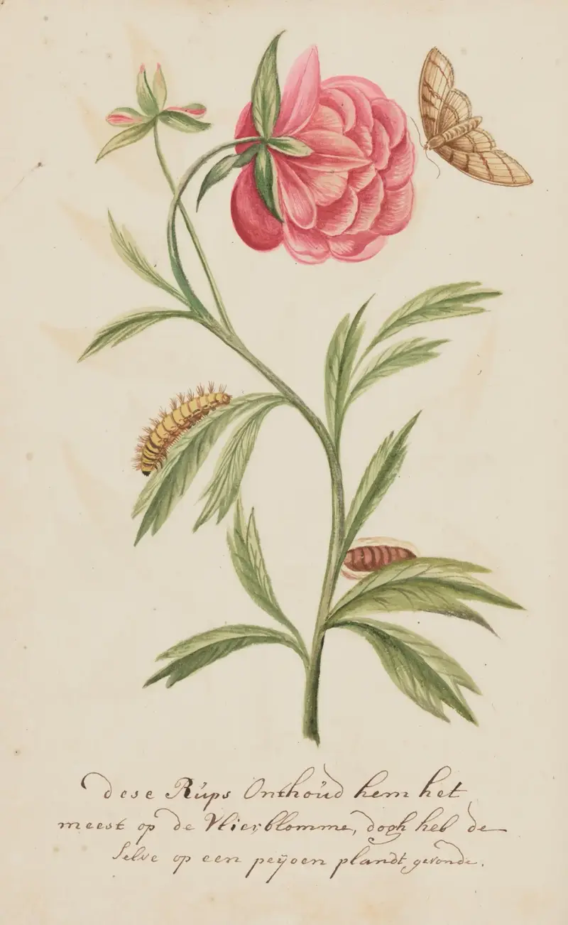 En omfattande samling europeiska insekter, plansch 298 av Cornelis Markée