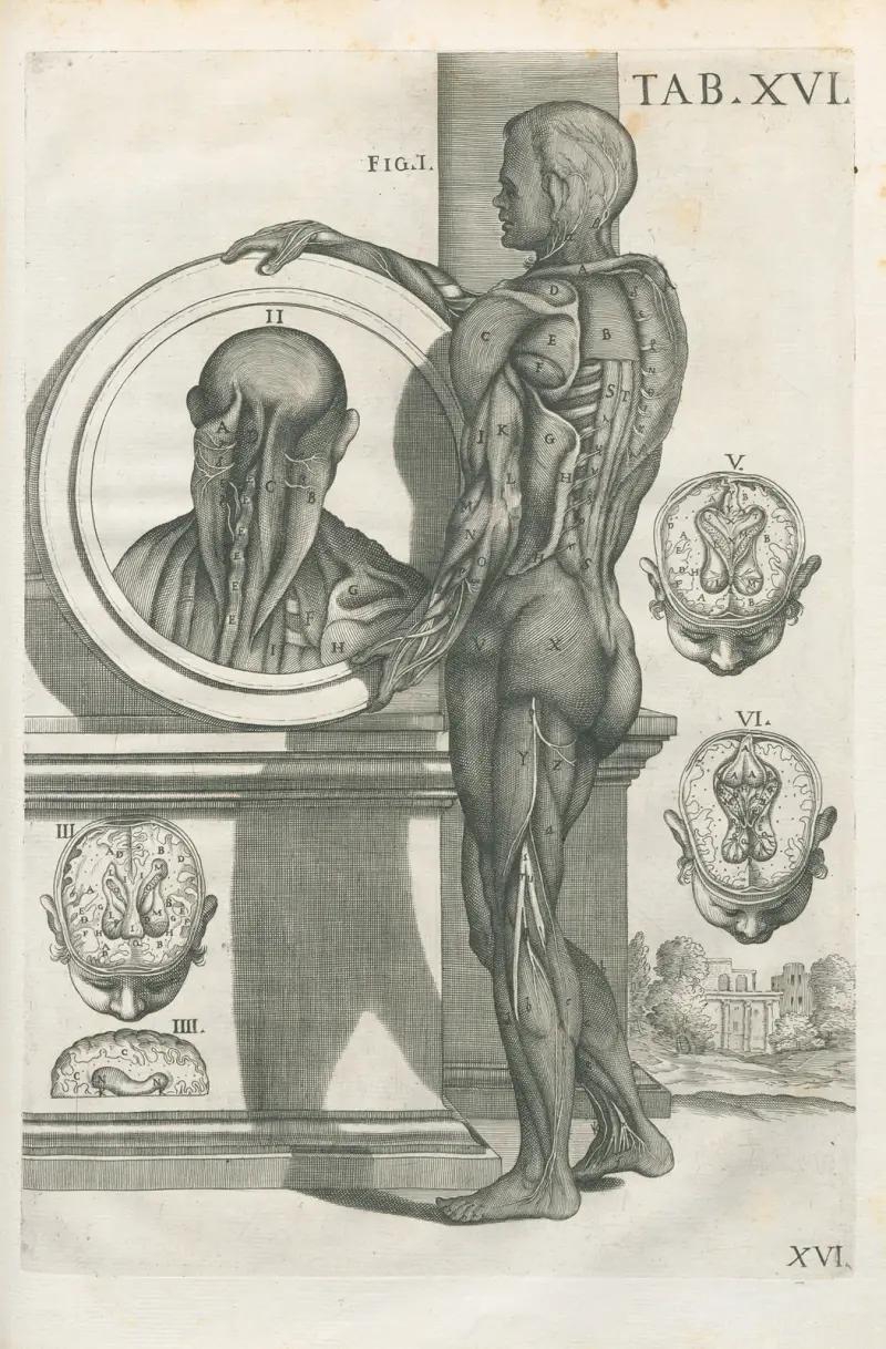 Anatomiska tavlor av den berömde målaren Pietro Berrettini från Cortona, plansch 16 av Pietro da Cortona