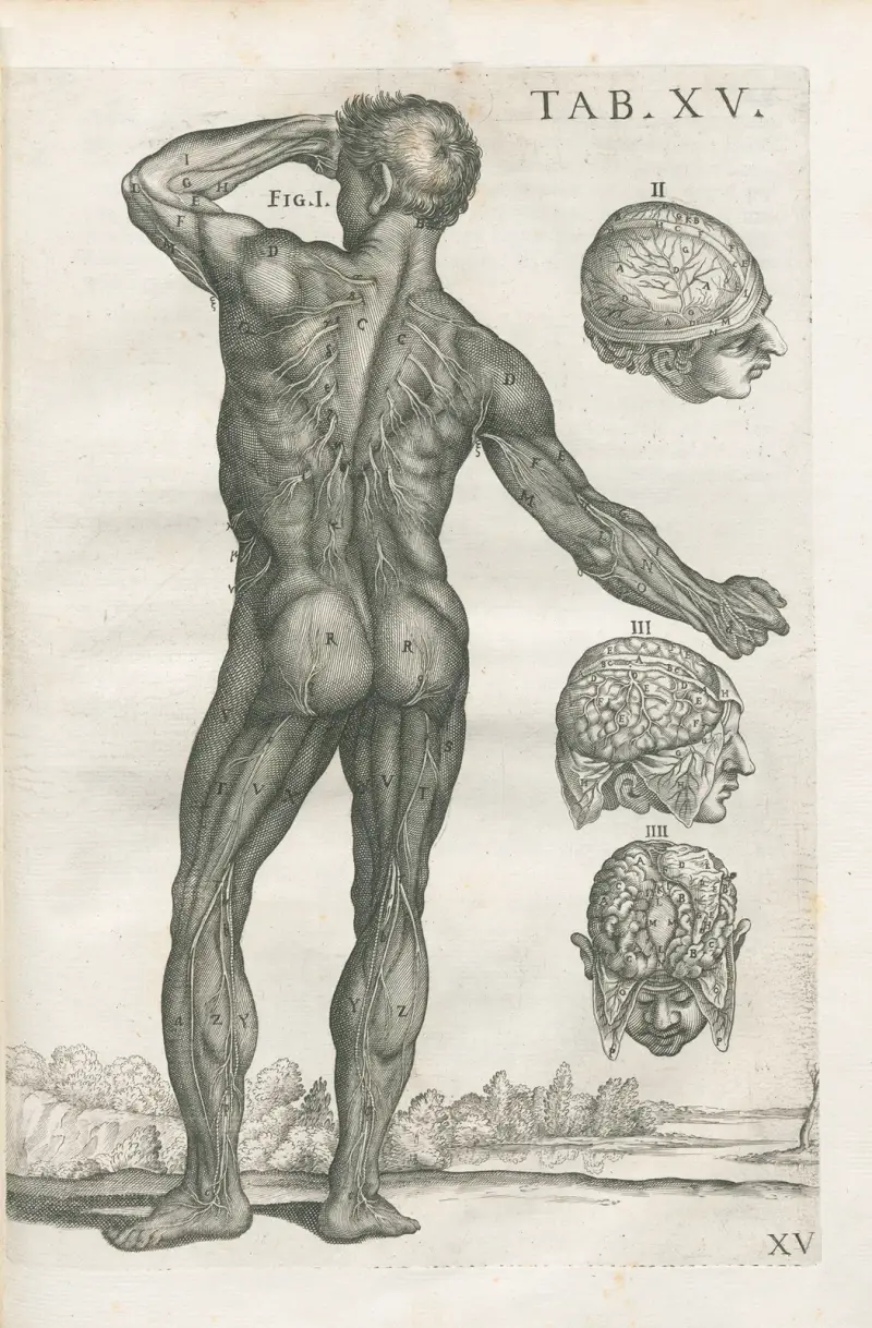 Tabulae anatomicae a celeberrimo pictore Petro Berretino Cortonensi Pl. 15 von Pietro da Cortona