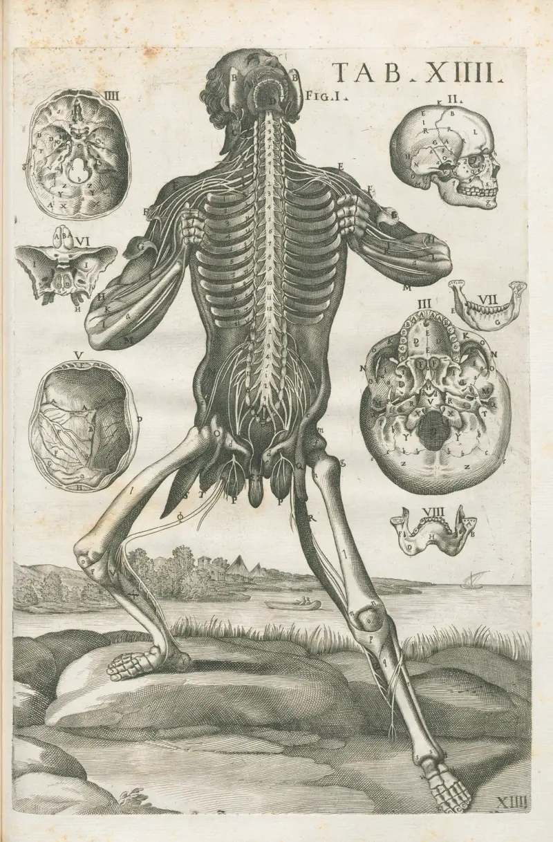 Anatomiska tavlor av den berömde målaren Pietro Berrettini från Cortona, plansch 14 av Pietro da Cortona