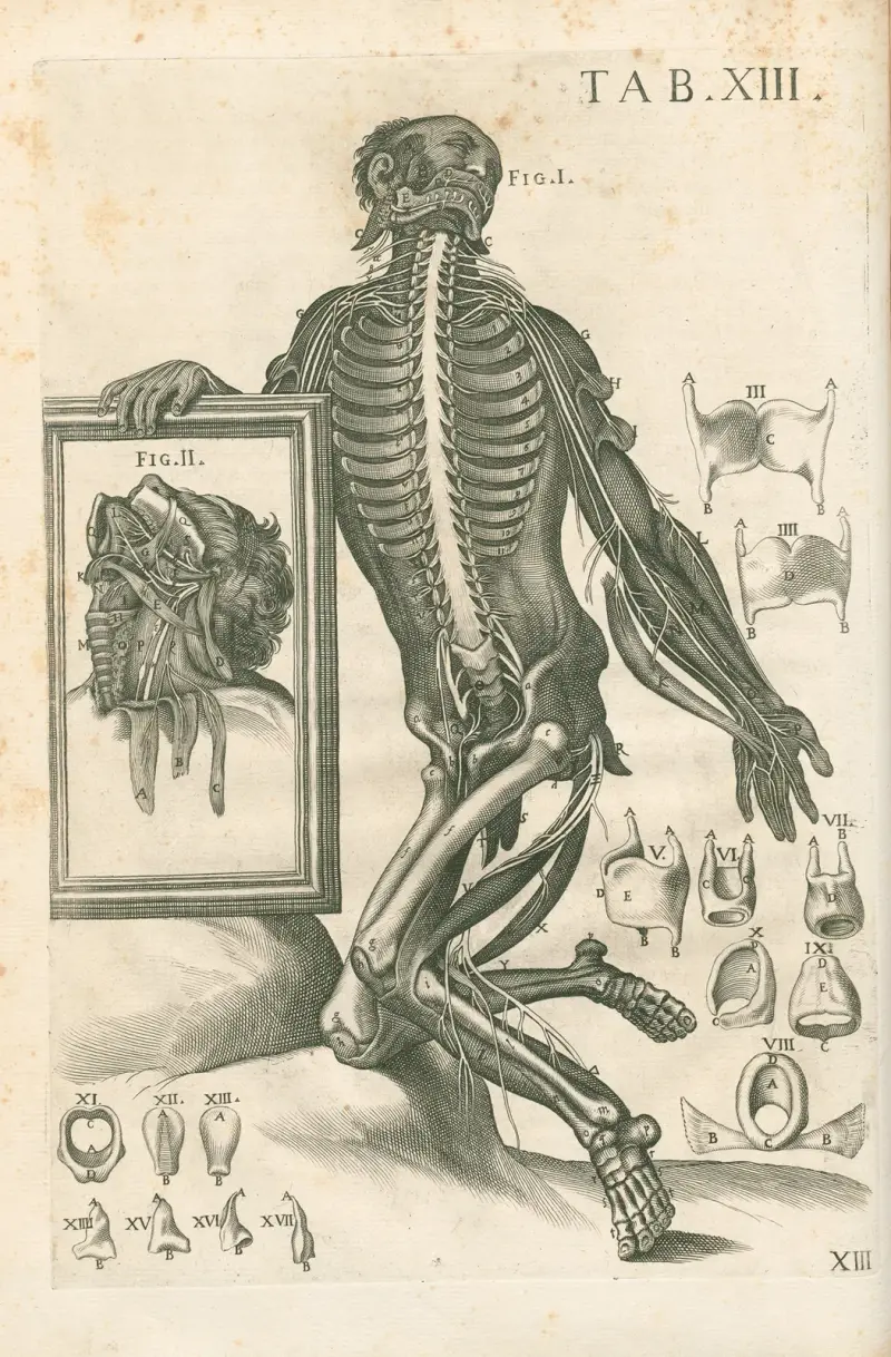 Anatomiska tavlor av den berömde målaren Pietro Berrettini från Cortona, plansch 13 av Pietro da Cortona