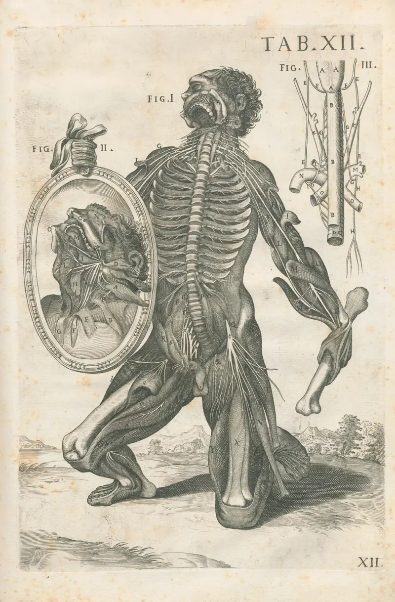 Anatomiska tavlor av den berömde målaren Pietro Berrettini från Cortona, plansch 12 av Pietro da Cortona