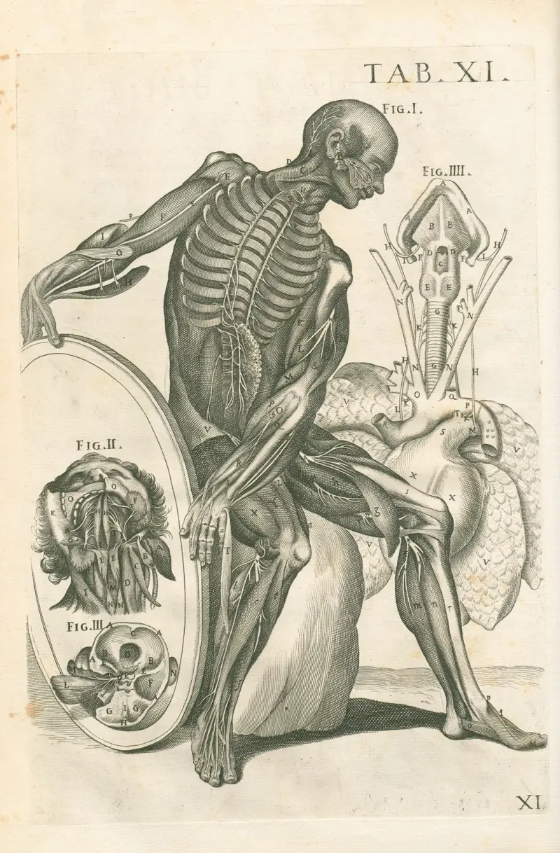 Anatomiska tavlor av den berömde målaren Pietro Berrettini från Cortona, plansch 11 av Pietro da Cortona