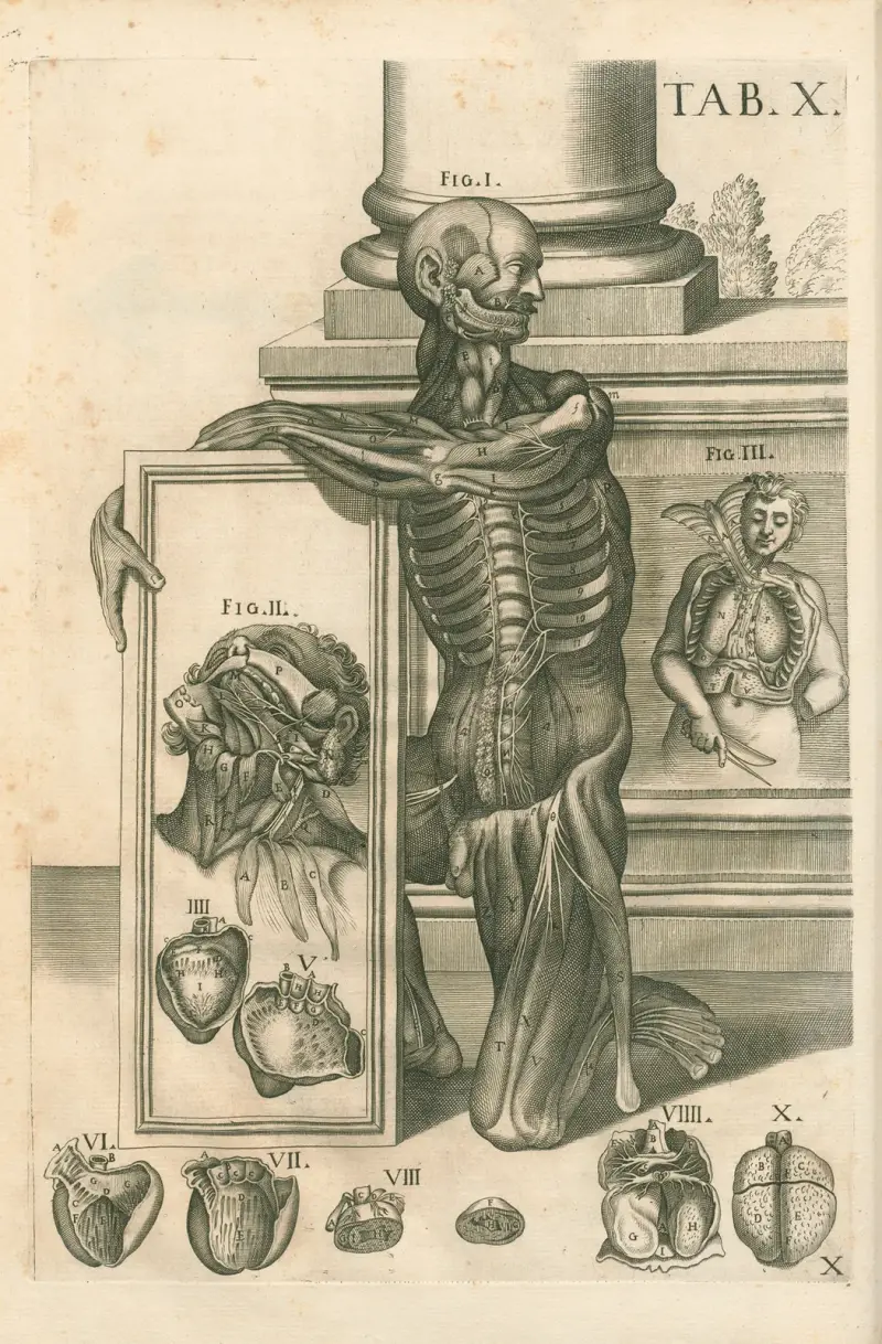 Anatomiska tavlor av den berömde målaren Pietro Berrettini från Cortona, plansch 10 av Pietro da Cortona